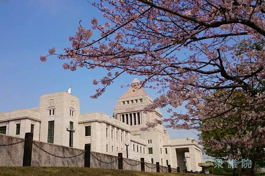 議事堂と桜