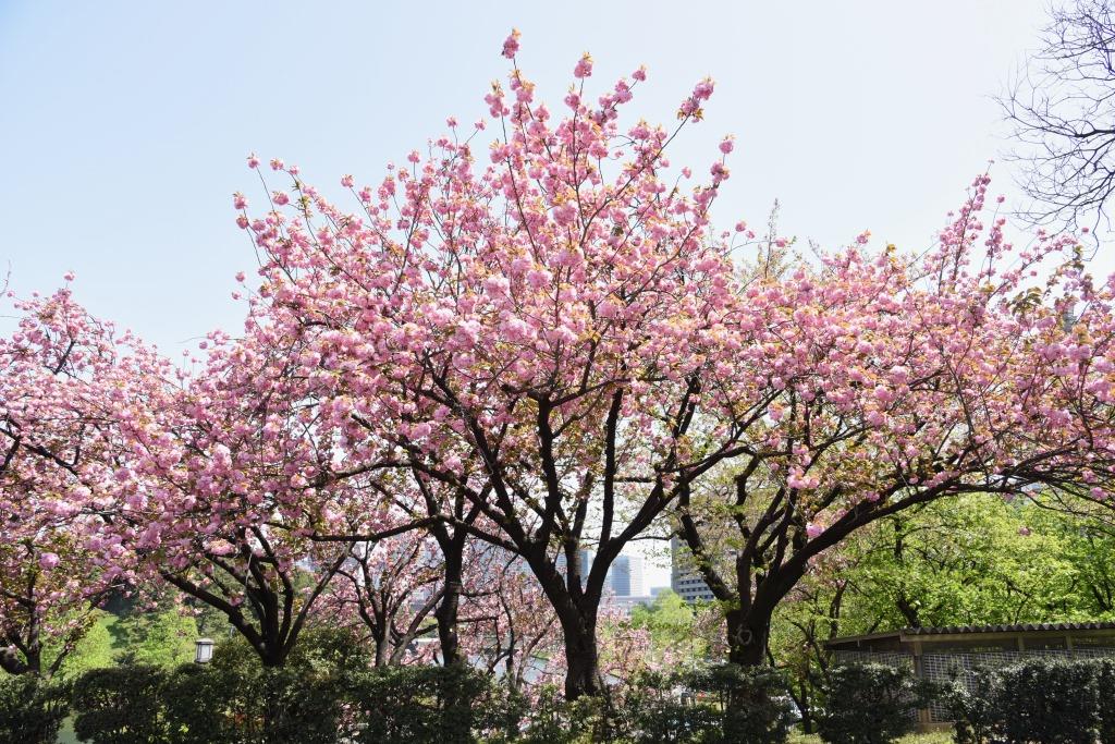 北庭桜
