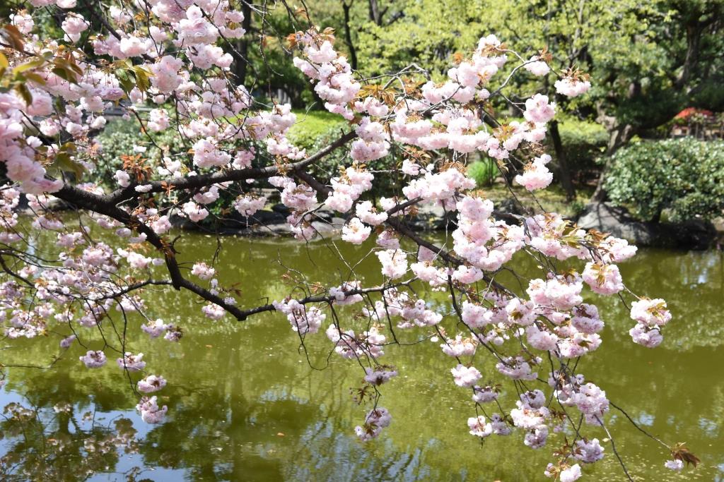 南庭桜