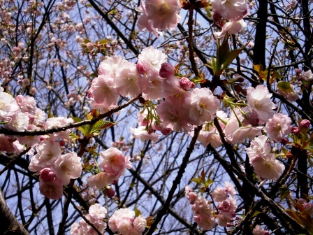 八重紅大島桜